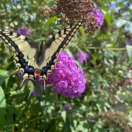Fleurs Et Abeilles Nocleg ze śniadaniem 3*